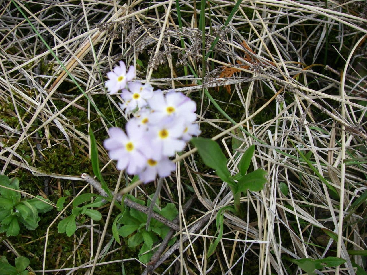 Mistassini-Primel
