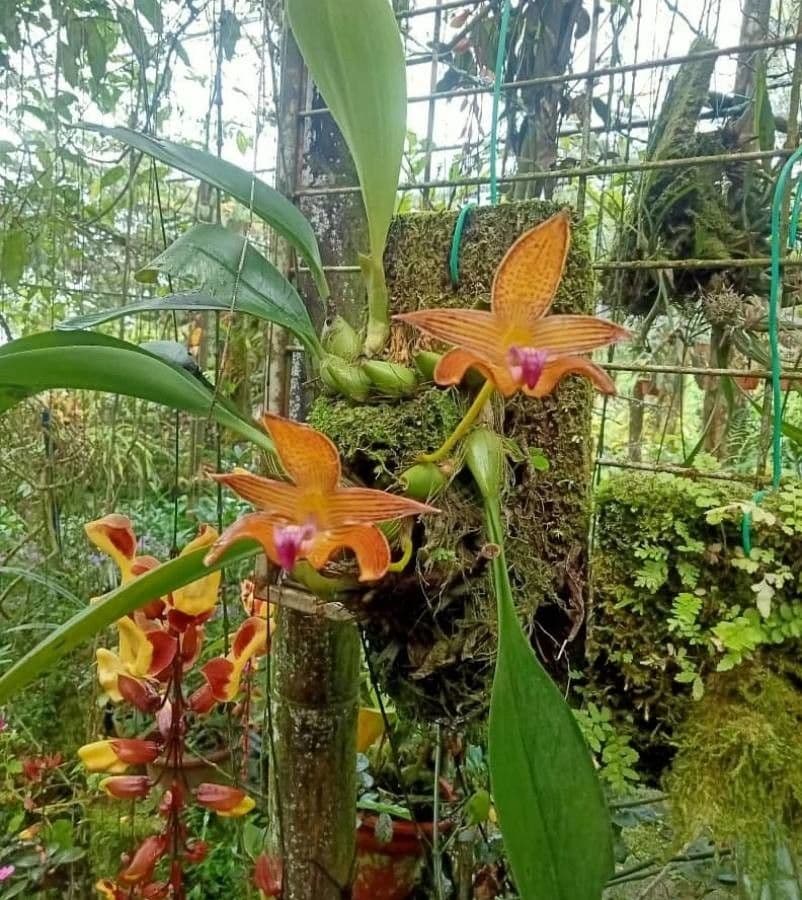 Bulbophyllum 7