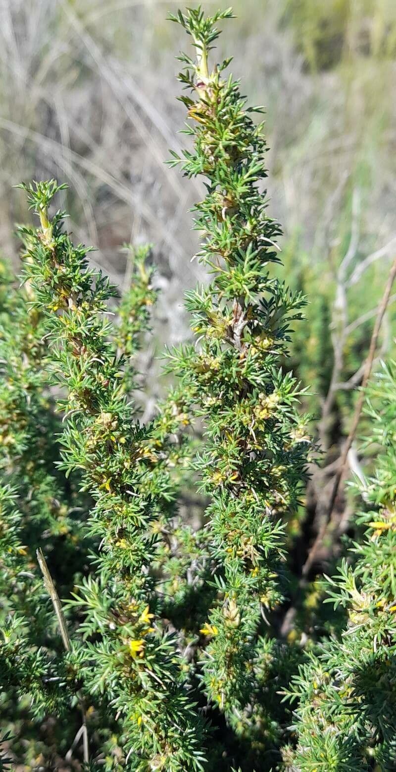 Margyrícarpus 7