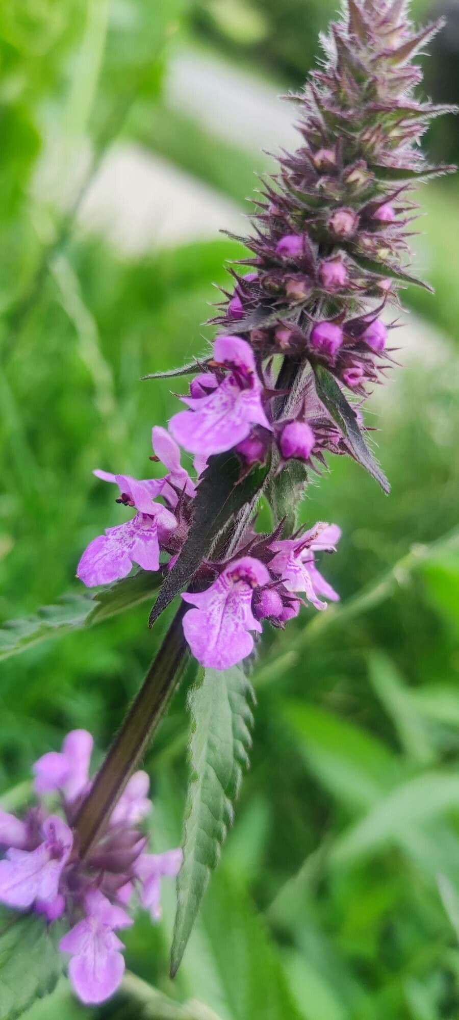 Betonica palustre 11