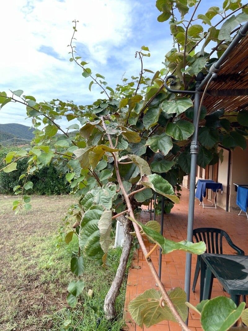 Kiwi dorato 11