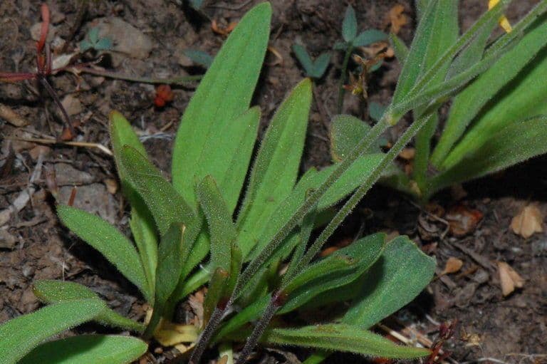 Silene dell'Oregon 4