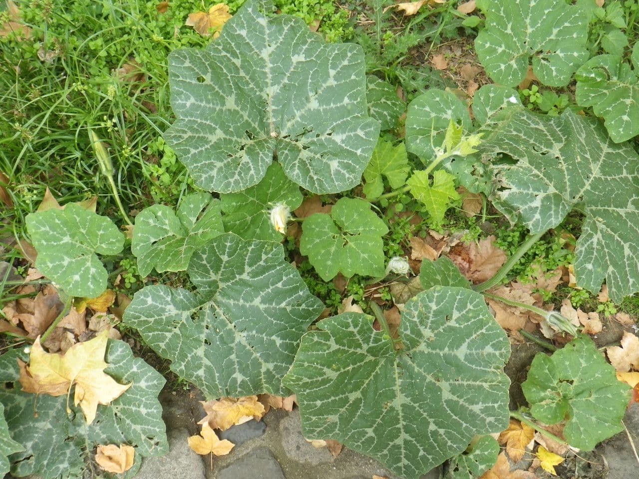 Zucca moscata 15