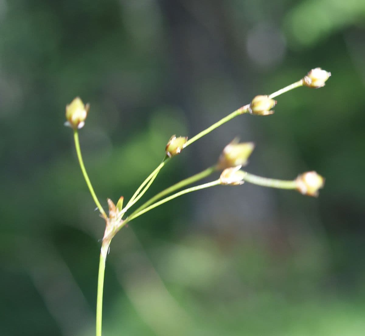 Kosmatka Forstera 2