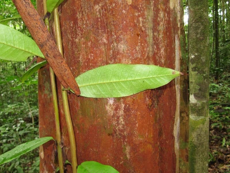 Myrcia 5