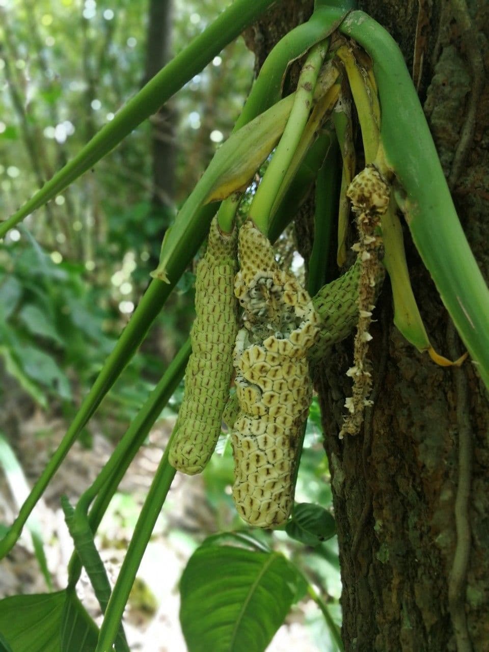 Monstera adansonii 29