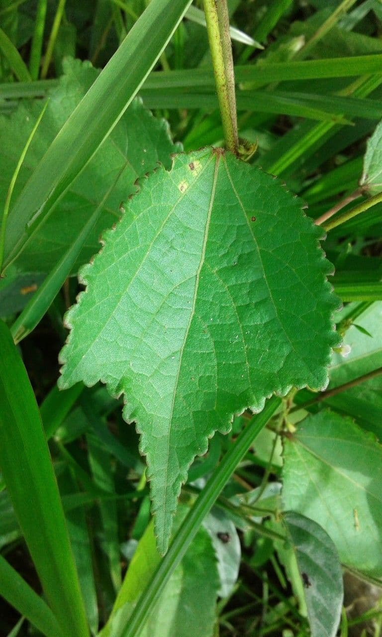 Triumfetta rhomboidea 18