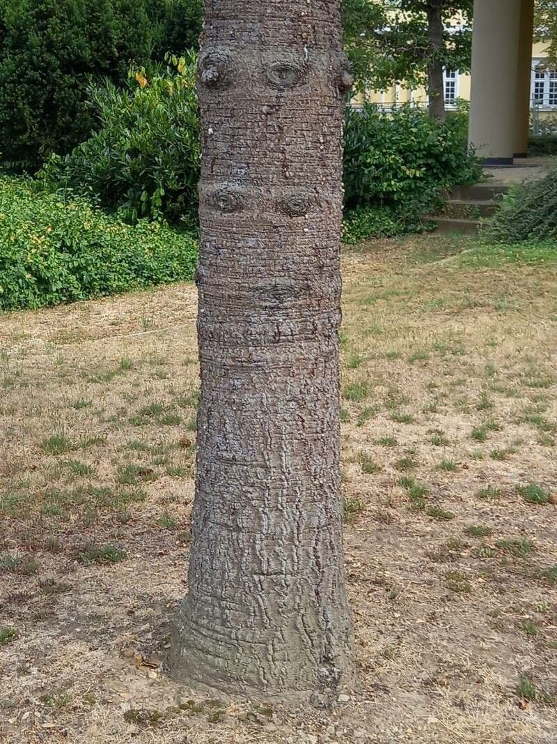 Aracauaria 21
