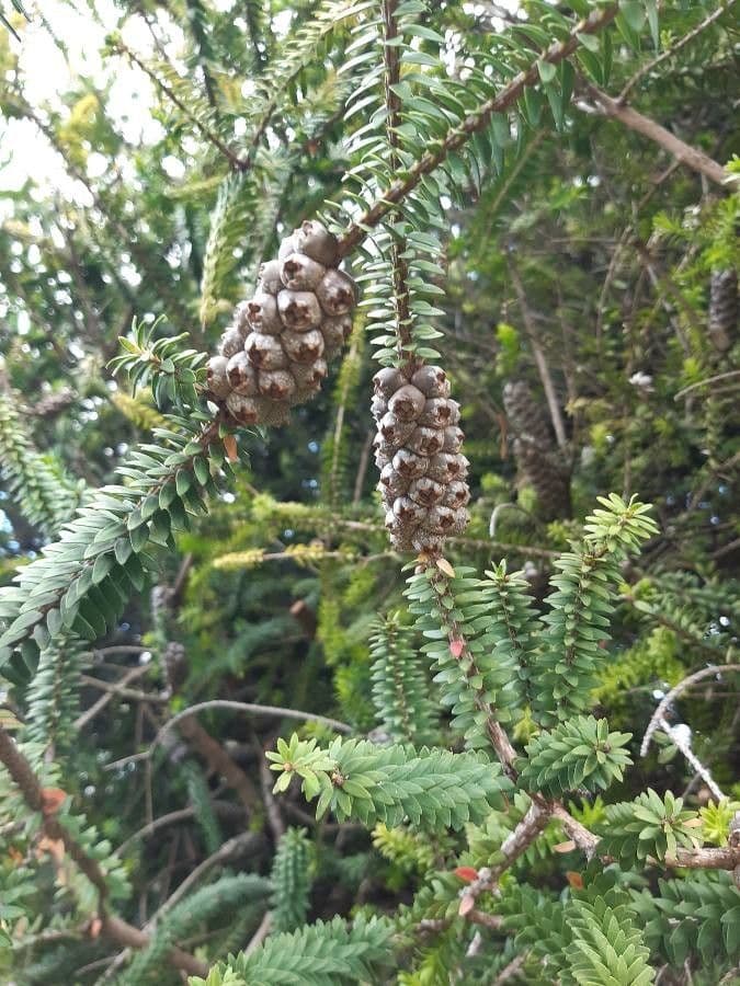 Melaleuca