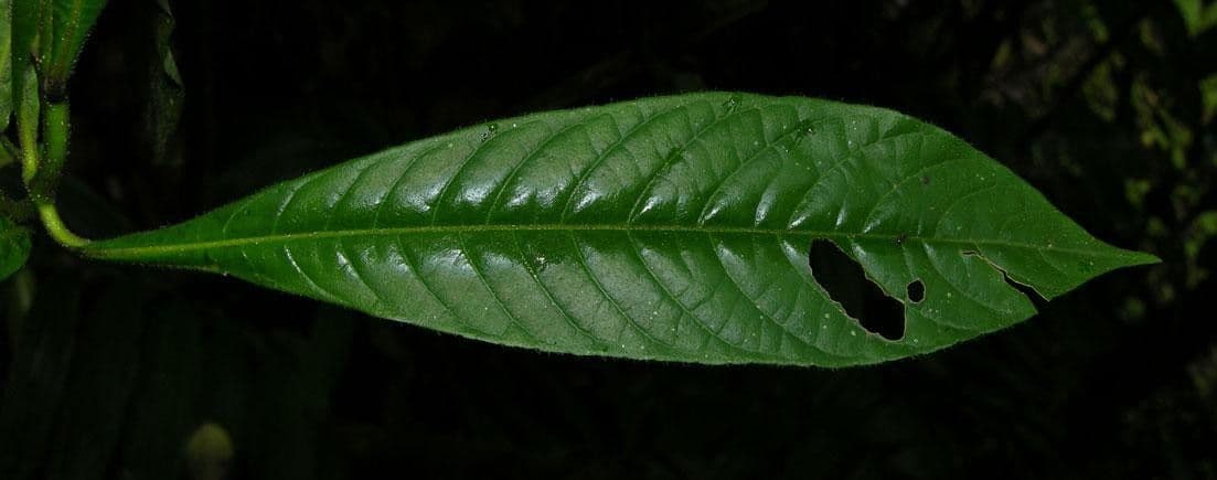 Aphelandra 14