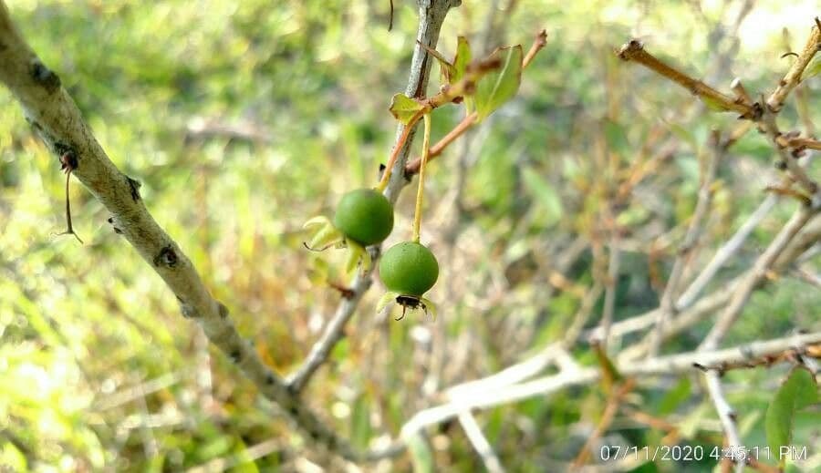 Campomanesia 5