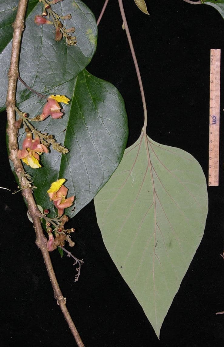 Gmelina arborea 27