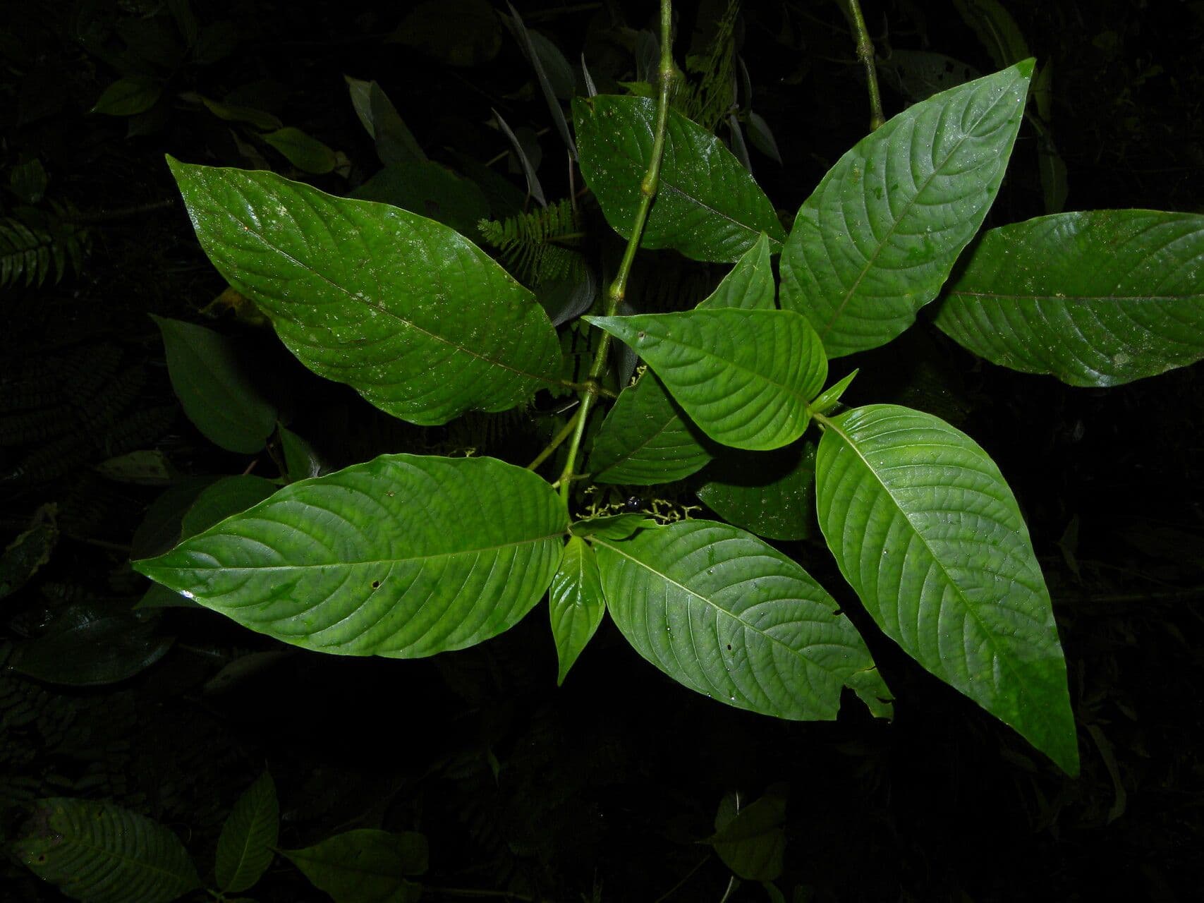 Palicourea 5