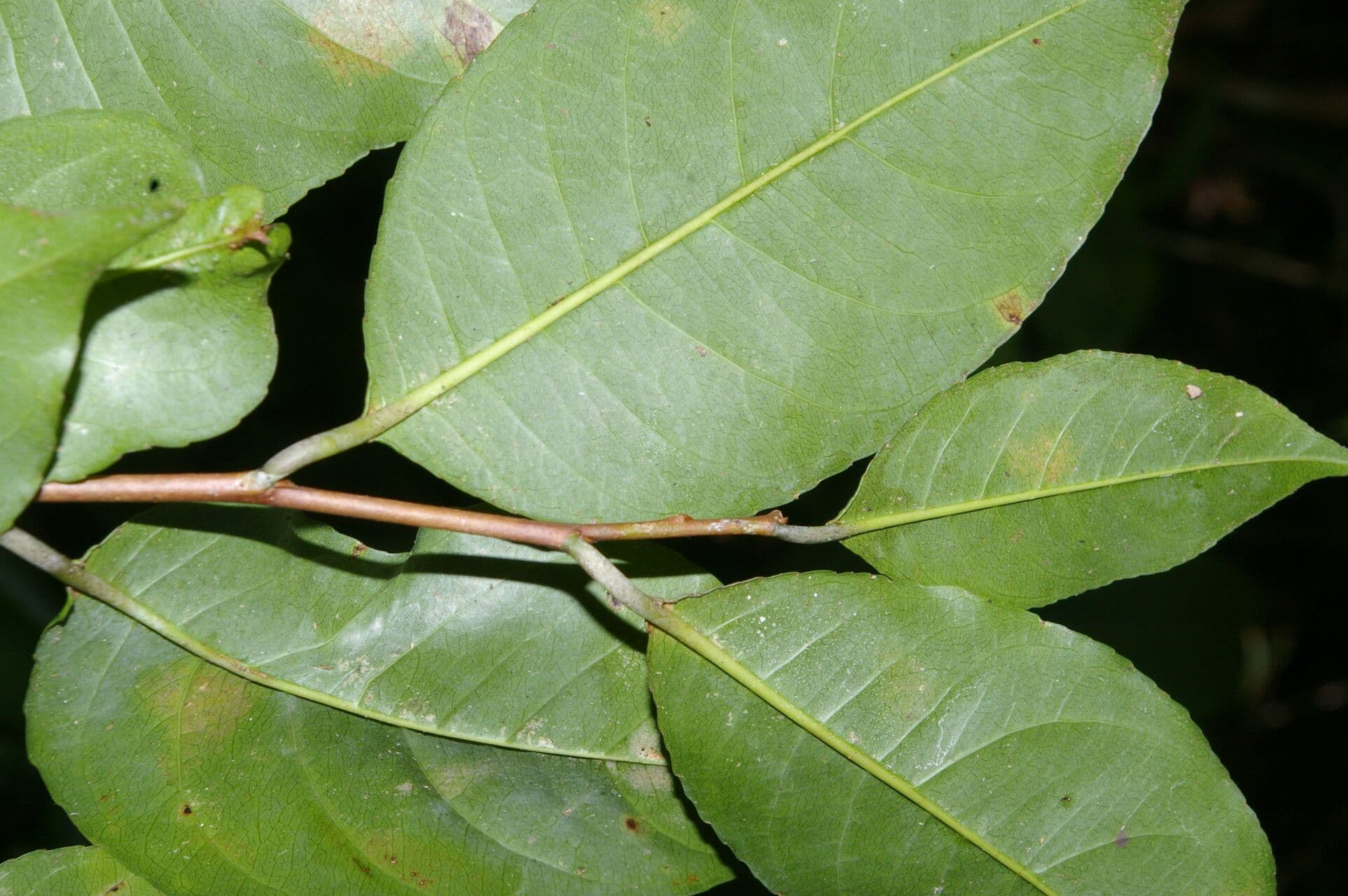 Sebastiania pavoniana 9