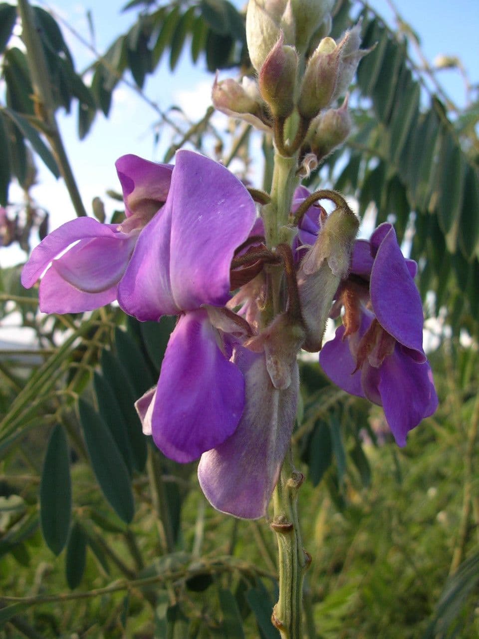 Tephrosia vogelova 7