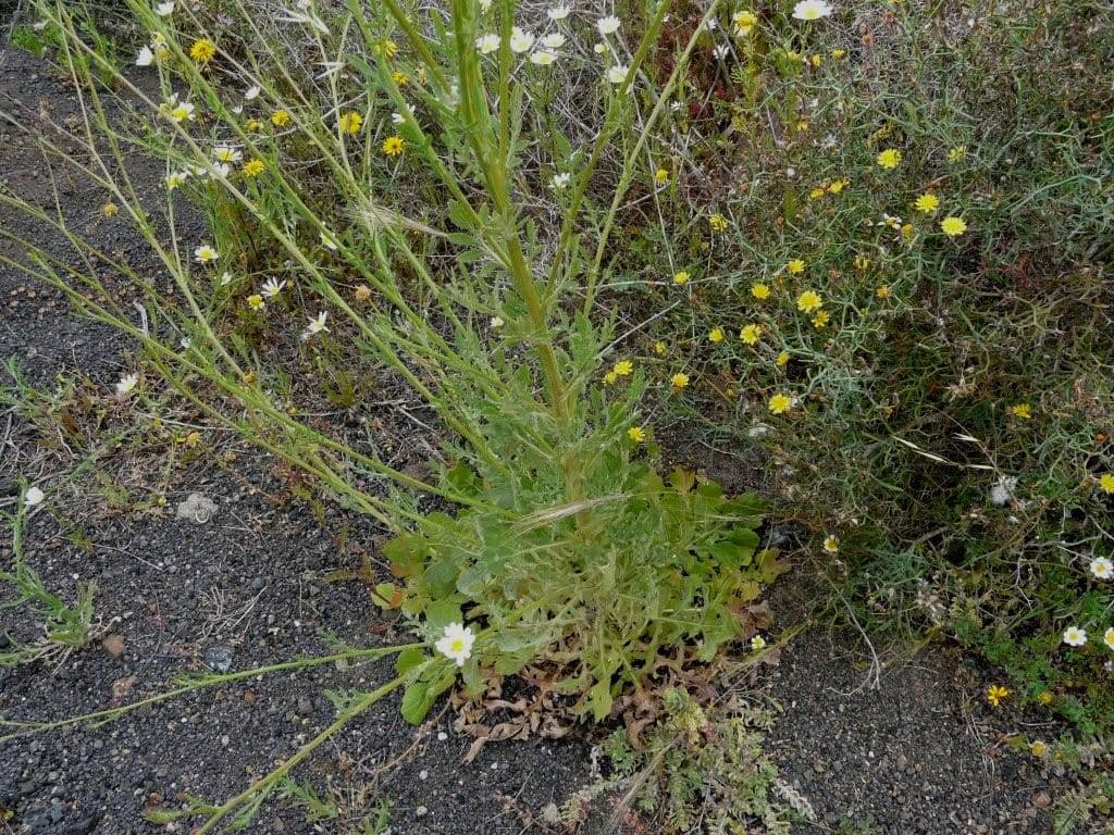 Volutaria tubuliflora 10