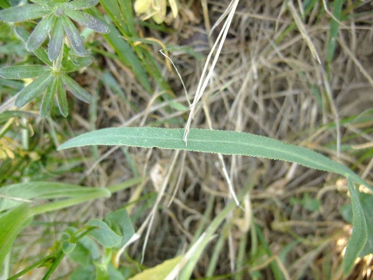 Ornithogalum gussonei 14