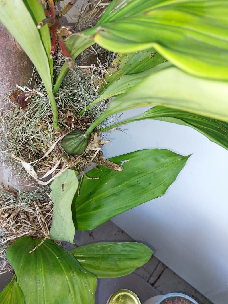 Stanhopea 8