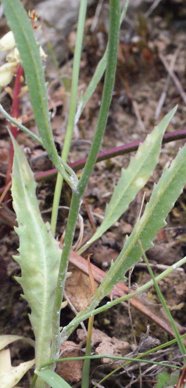 Tolpis 13