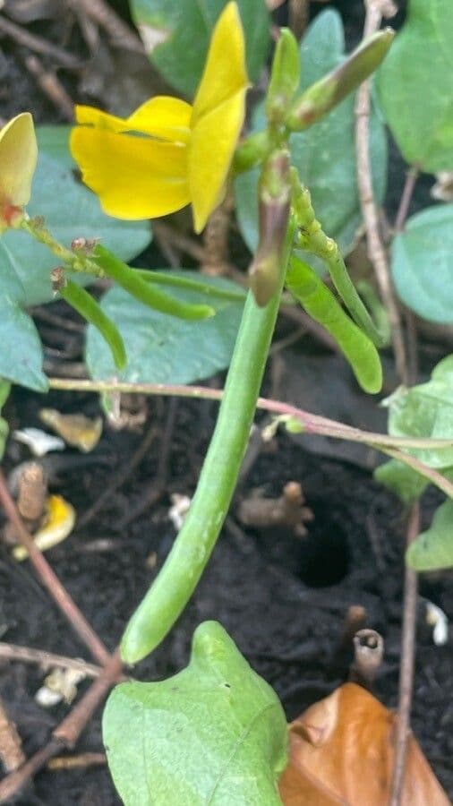 Vigna luteola 2