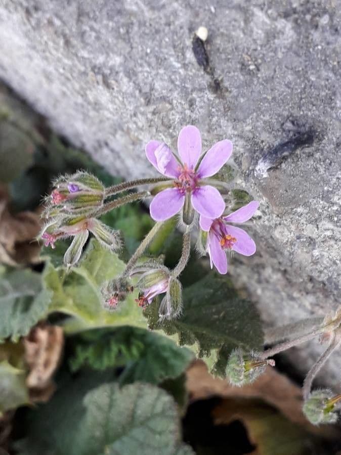Iglica ślazowata 6