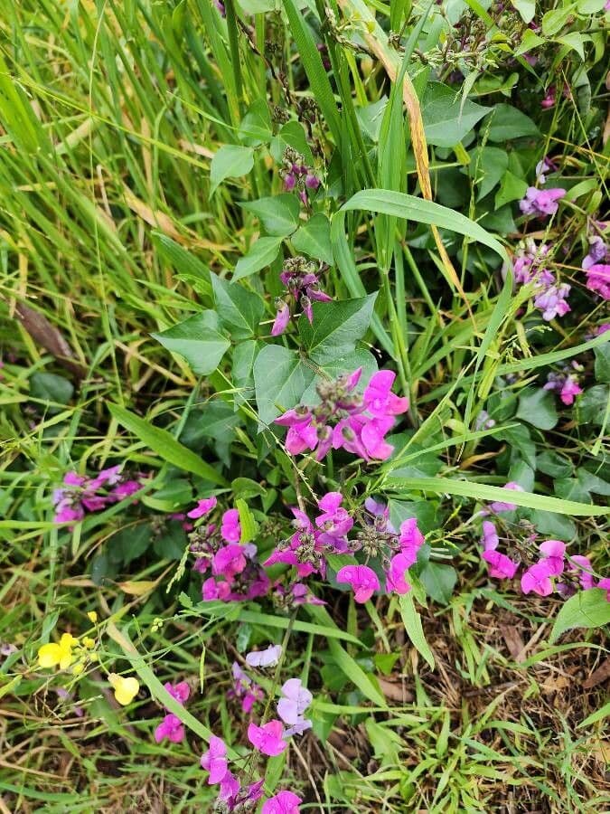 Dipogon lignosus 3