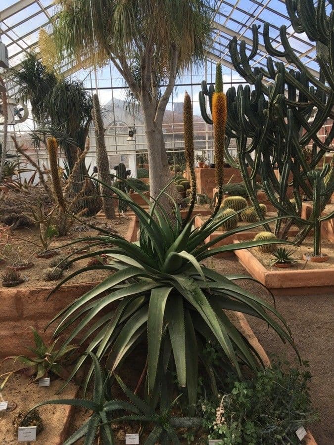 Aloe 4