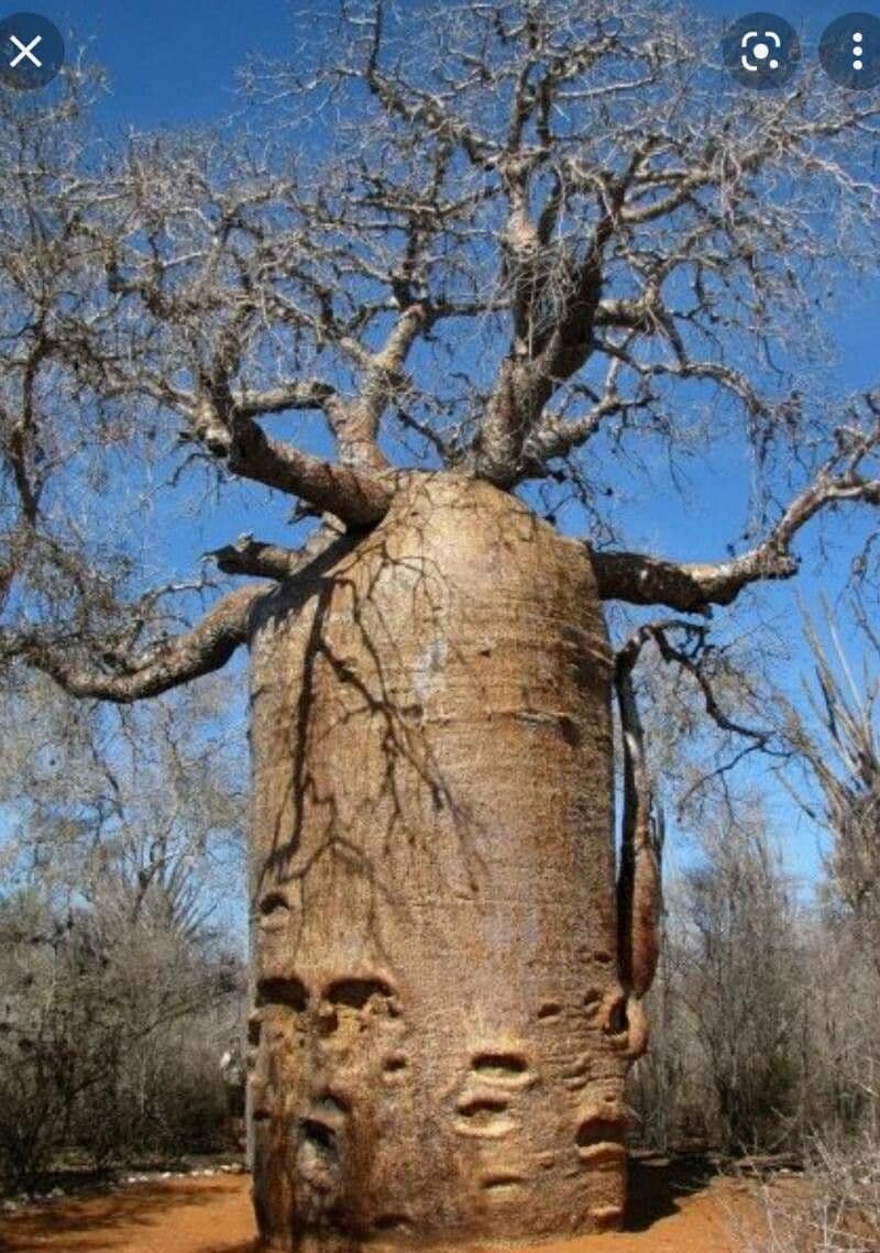 Baobab 22