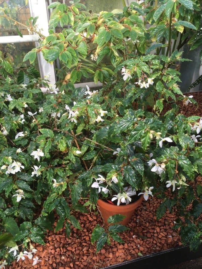 Begonia 6