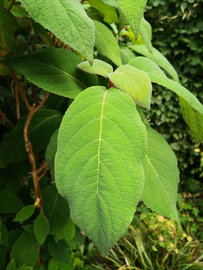 Hortenzie drsná 12