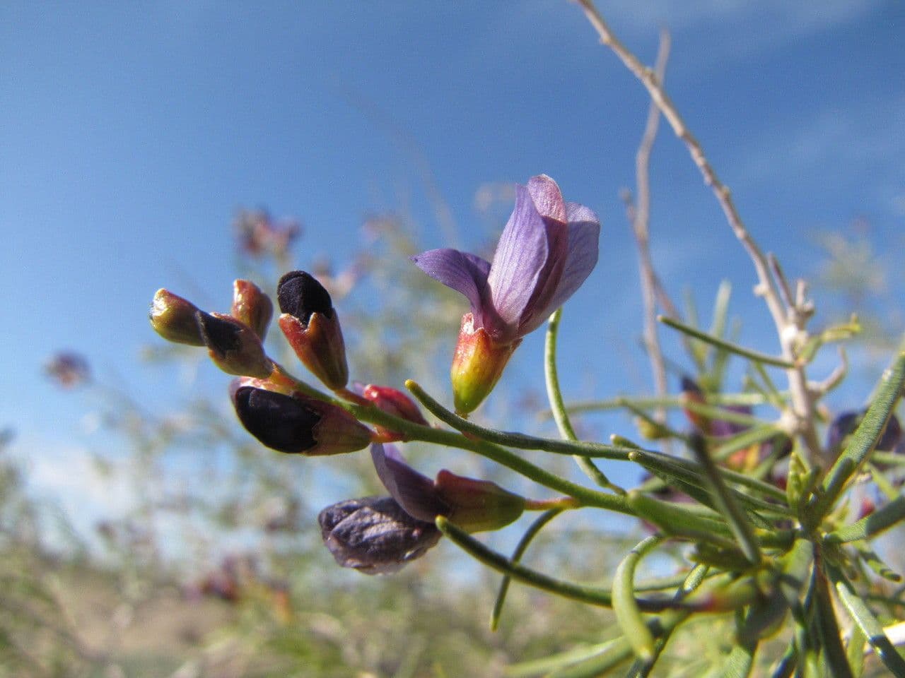 Psorothamnus schottii 2