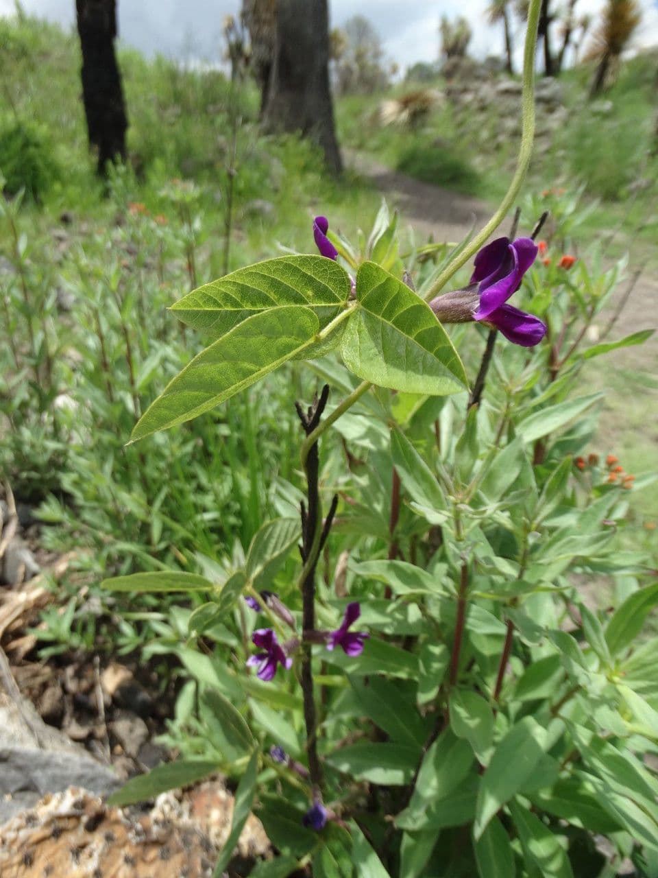 Cologania obovata 2