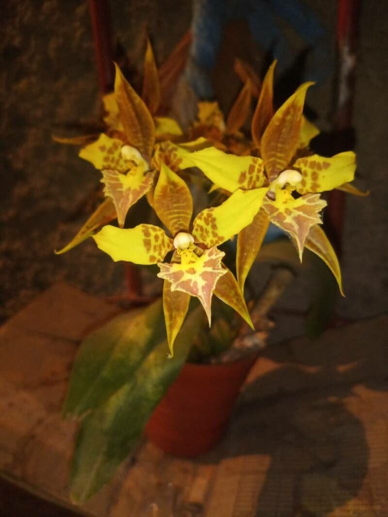 Rhynchostele maculata 2