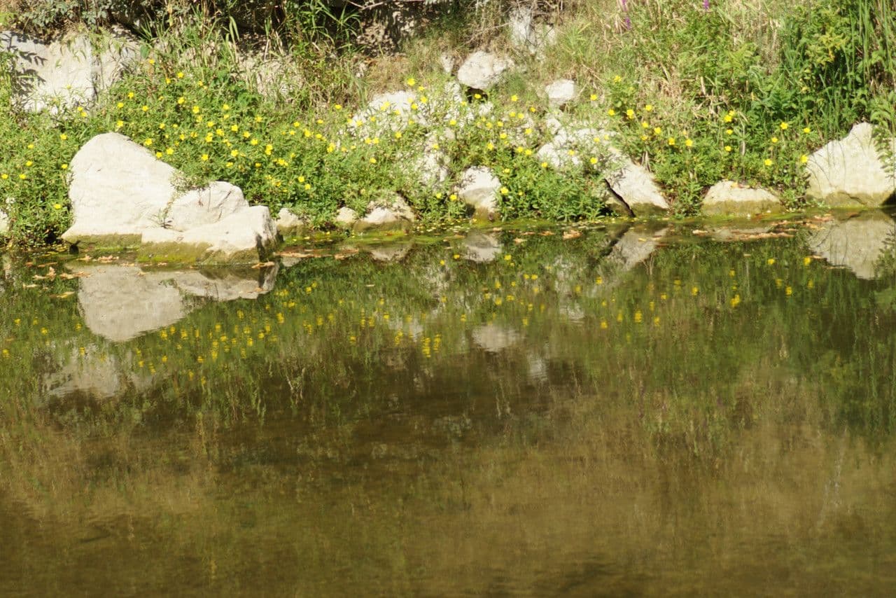Jussie à grandes fleurs 11