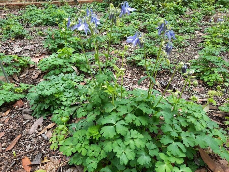 Alpine columbine 15