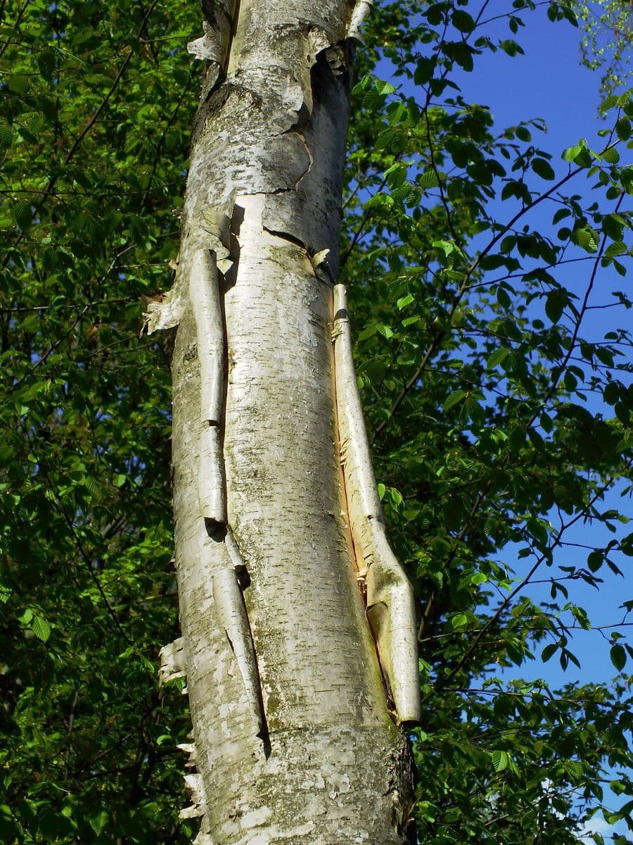 Bříza 12