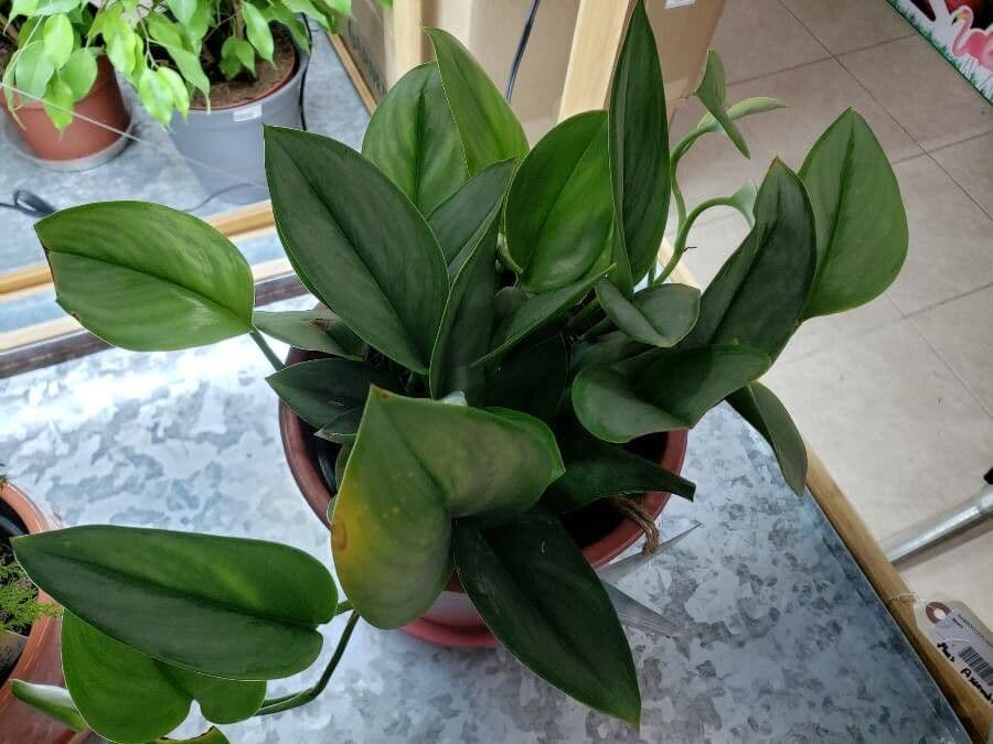 Scindapsus