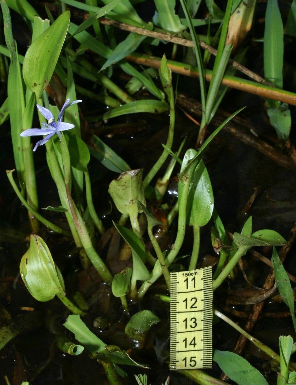 Blauer Schlammpflanze 20