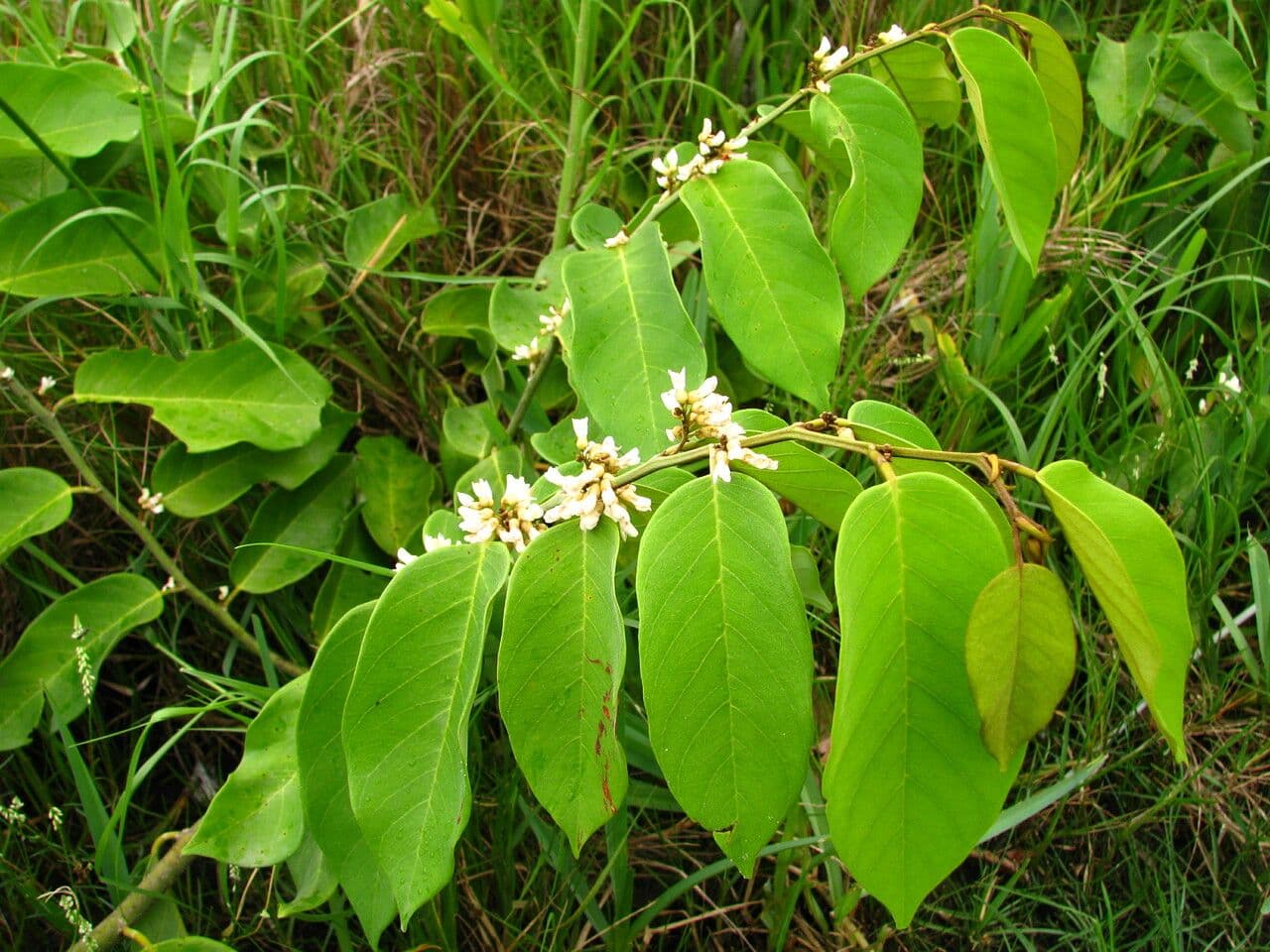 Dalbergia ecastaphyllum 18