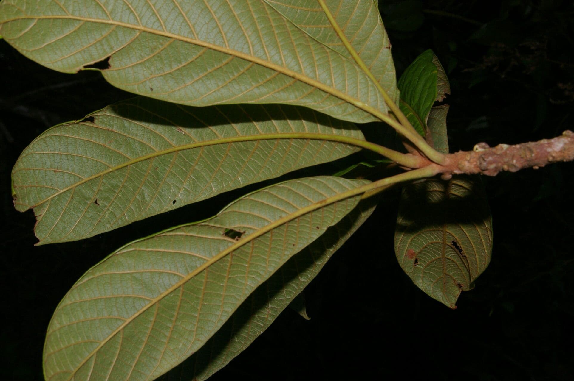 Pouteria 10