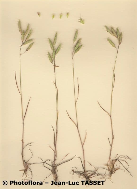 Bromus squarrosus 12