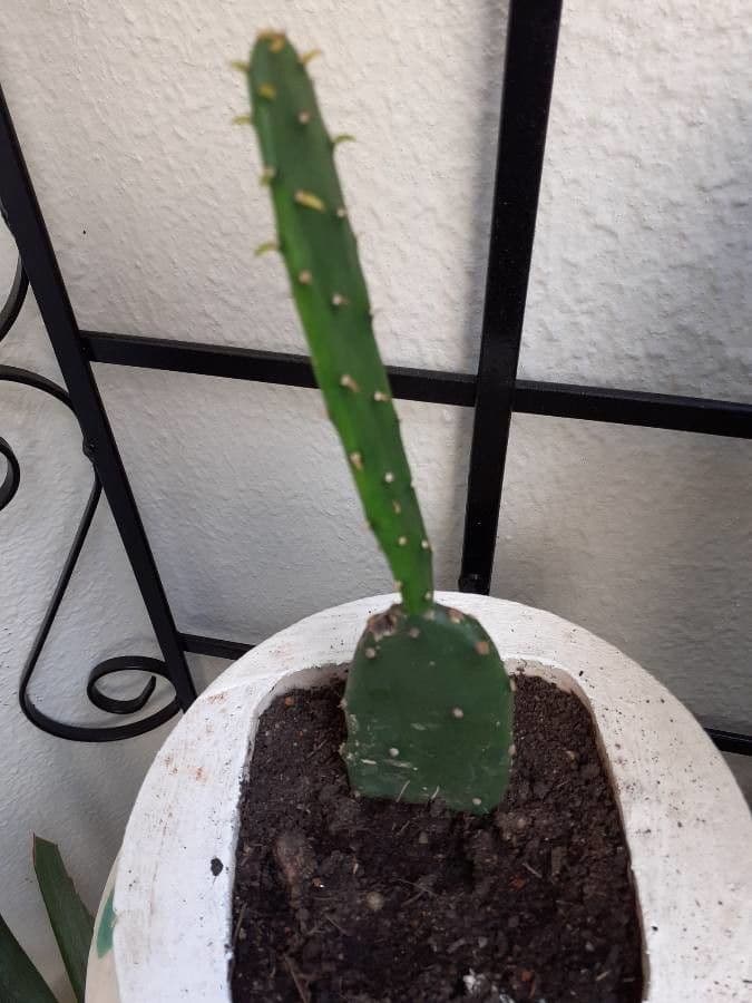 Opuncja Monacantha 2