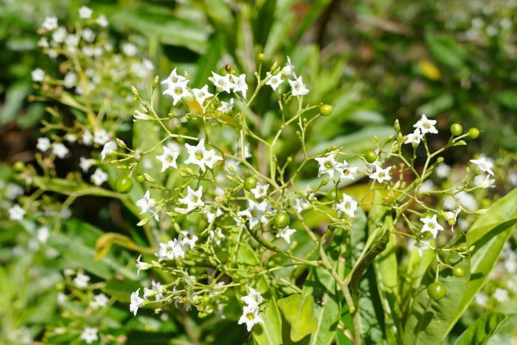 Duboisia 8
