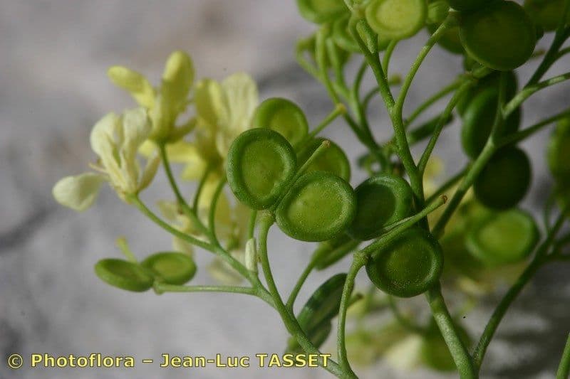 Biscutella frutescens