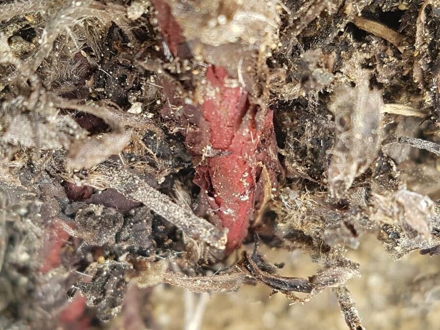 Zlatovlas farbiarsky 15