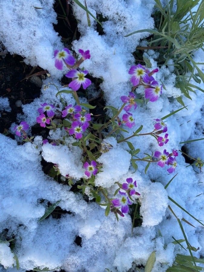 Malcolmia Marittima 6