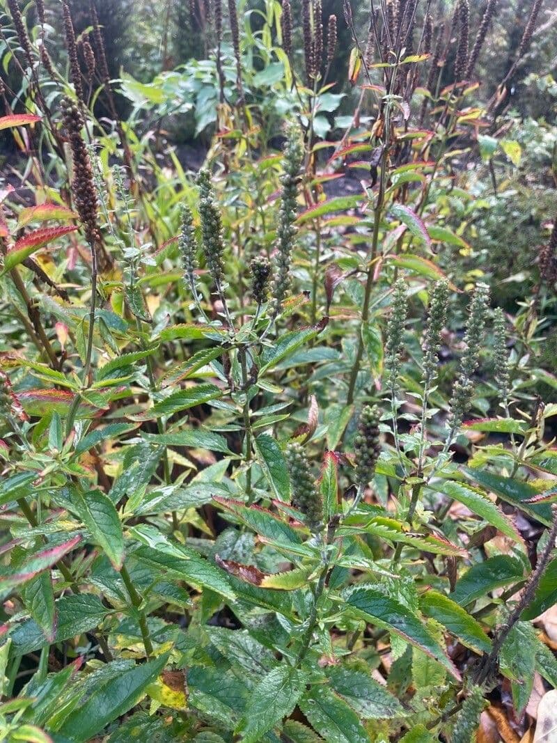 Verónica de hoja larga 11