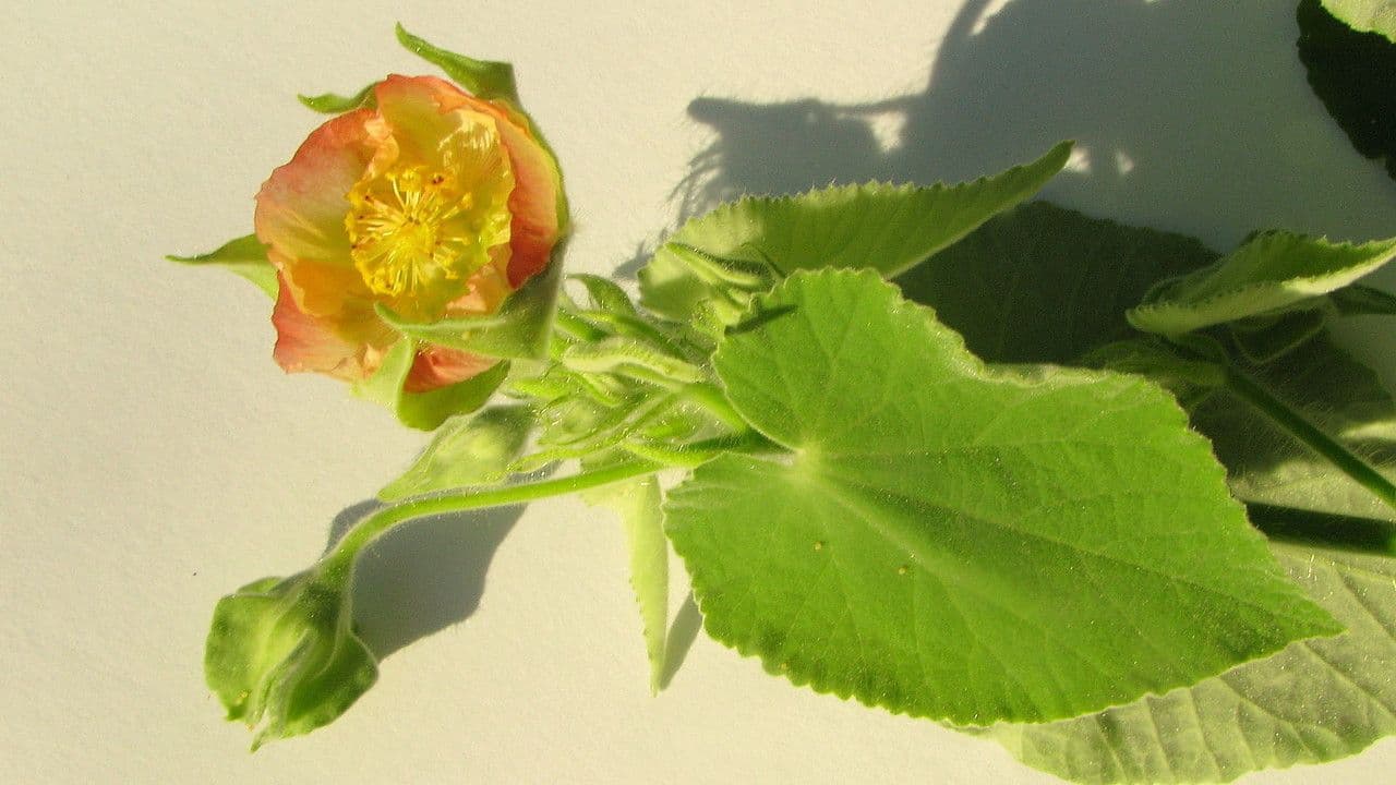 Abutilon 5