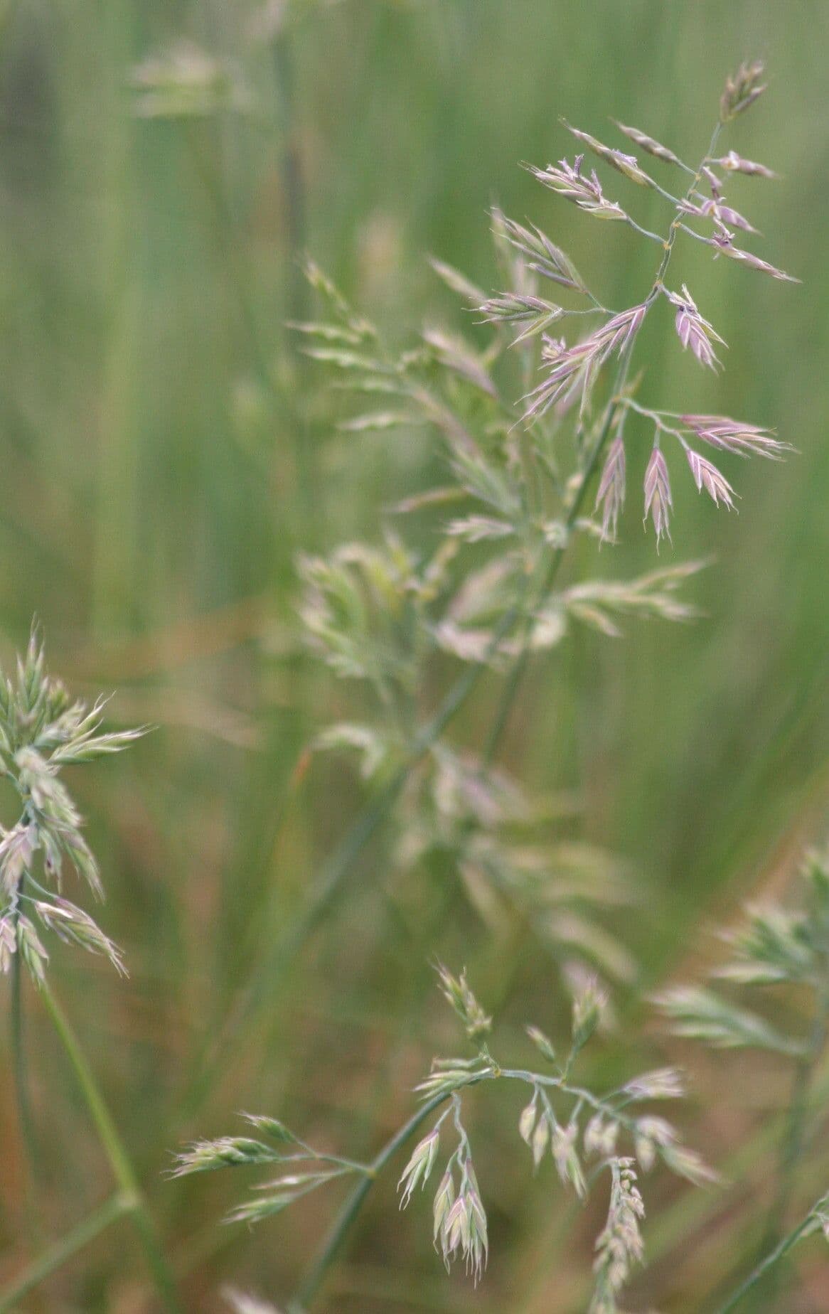 Festuca rupicola