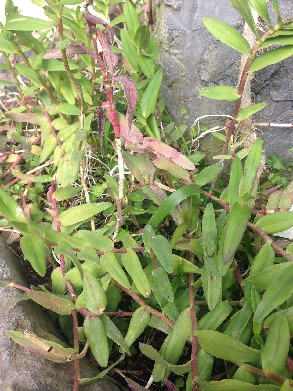 Epidendrum radicans 14